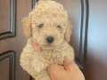 Gold Apricot Toy Poodle kızımız 