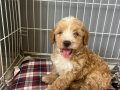 Sevimli Safkan Maltipoo Bebeklerimiz 
