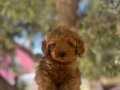 Uygun F2 Maltipoo yavrular 