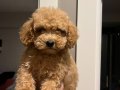 Tam aşılı Apricot 2.5 aylık  Toy Poodle yavrum 