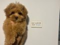 Teacup Maltipoo 