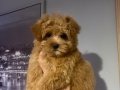 Teacup Maltipoo 