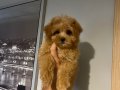 Teacup Maltipoo 