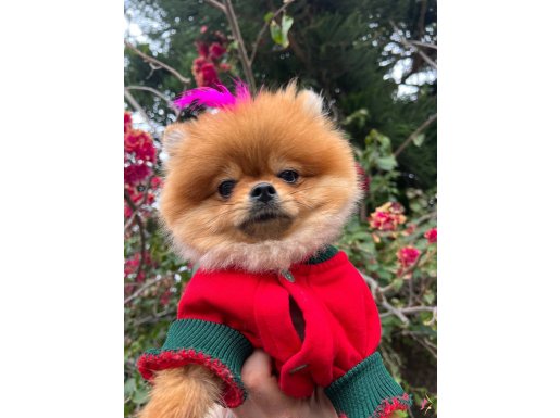 SİNDİ KIZIMIZ YENİ SAHİBİNİ BEKLİYOR