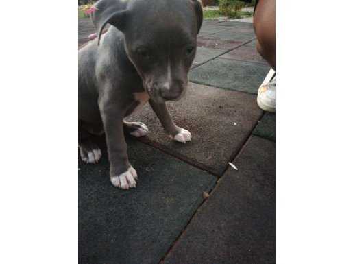 pitbull blue nos