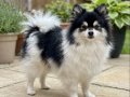 3 aylık gülen cok iyi huylu şeceresi olan Pomeranian