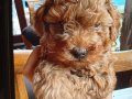 Muhteşem orıjınal maltipoo bebekler
