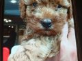 Muhteşem orıjınal maltipoo bebekler
