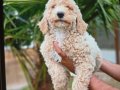 Muhteşem orıjınal maltipoo bebekler
