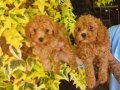 Muhteşem orıjınal maltipoo bebekler
