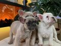 Rezerveye açık orjın French bulldoglarımız