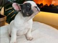 Rezerveye açık orjın French bulldoglarımız