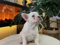 Rezerveye açık orjın French bulldoglarımız