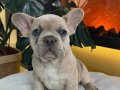 Rezerveye açık orjın French bulldoglarımız