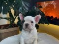 Rezerveye açık orjın French bulldoglarımız