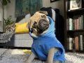 Rezerveye açıktır pug bebeklerimiz mevcuttur