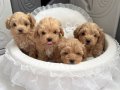 Irk Garantili Minnos Toy Poodle Yavrular 