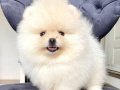Muhteşem pomeranianlarımız