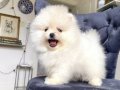 Muhteşem pomeranianlarımız