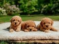Irk garantili olup rezerveye ve gonderıme açık poodlelar