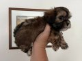 Safkan ırk tricolour shıtzu bebek 