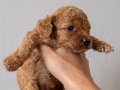 Safkan ırk rezerveye açik toy poodle bebekler