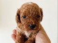 Safkan ırk rezerveye açik toy poodle bebekler
