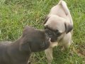 PUG YAVRULARIMIZ 