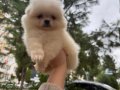 Muhteşem pomeranianlarımız