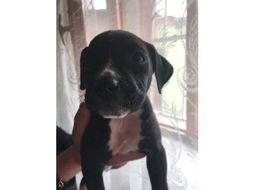 yavru dişi pitbull