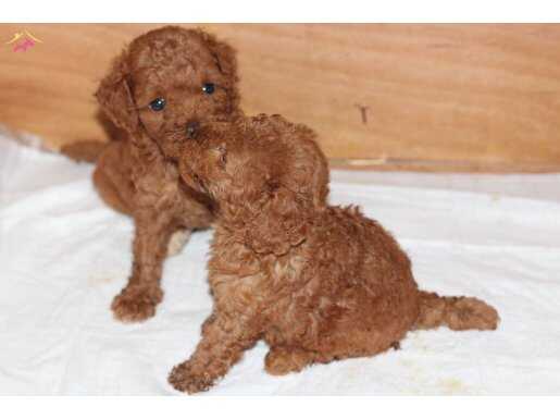 Ev Ortamından Orjinal Toy Poodle Yavrularımız