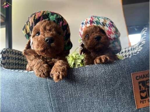 Orjinal Toy Poodle Ayıcık Bebekler