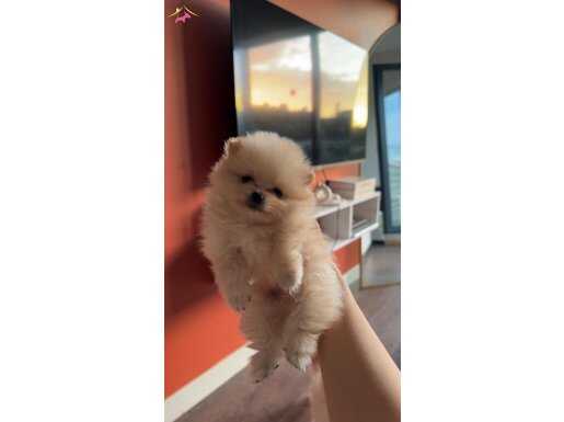 Bal Porsuğu Minikler Pomeranian Boo 