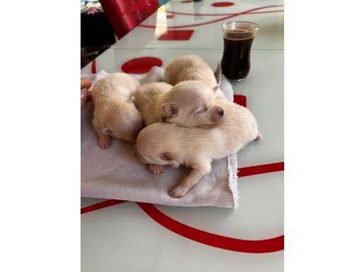 Fincan Boy Yeni Yıl Hediyeleri Pomeranian Bebişlerim