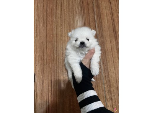 Ayı Surat Orijinal Pomeranian Yavrularım