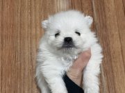 Ayı Surat Orijinal Pomeranian Yavrularım