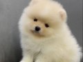 Ayıcık Surat Teacup Pomeranian Boo Bebişler
