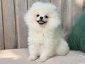 Baby Face Teacup Pomeranian Boo Yavrularımız 