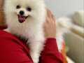 Teddy Bear Pomeranian Boo Yavrularım 