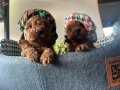 Orjinal Toy Poodle Ayıcık Bebekler