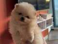 Bal Porsuğu Minikler Pomeranian Boo 