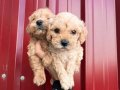 Büyümüycek Maltipoo Yavrularım 