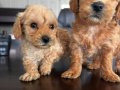 Büyümüycek Maltipoo Yavrularım 