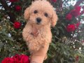Teacup Maltipoo Yavrularım