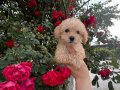 Teacup Maltipoo Yavrularım