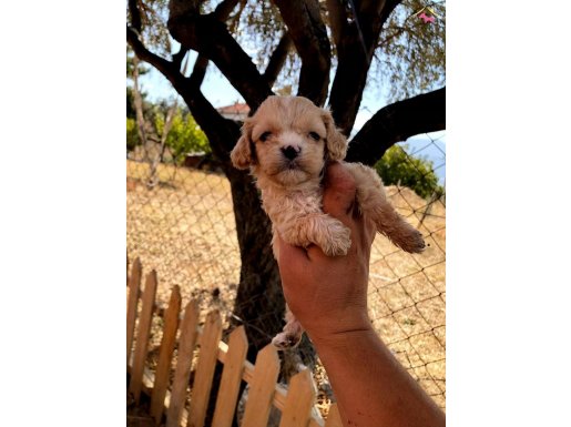 0 NUMARA A++ KALİTE MALTİPOO BEBEKLER
