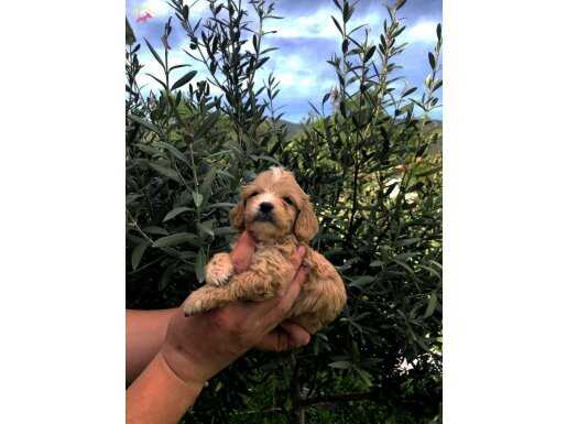 IRKININ SÜPER STARI A KALİTE MALTİPOO BEBEKLER