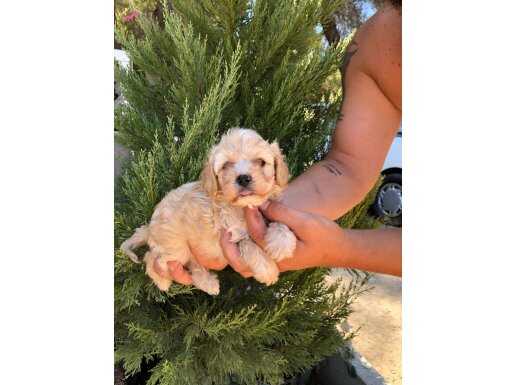 TÜY YUMAĞI TEACUP MALTİPOO BEBEKLER