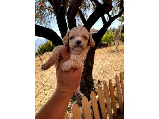 SHIW KALİTE BABAY FACE DİŞİ MALTİPOO 