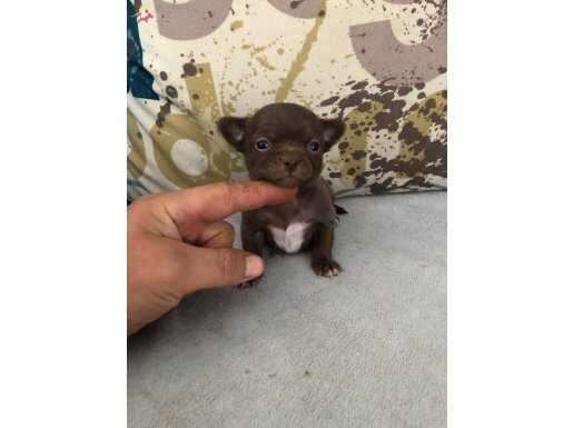 DEĞERİNİ BİLENE ÇİKOLATA RENK TEACUP GARANTİLİ DİŞİ